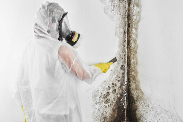 Beverly Hills, TX Mold Removal Company