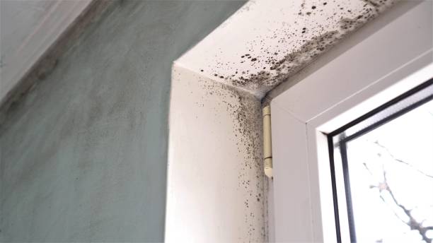 Mold Removal and Inspection in Beverly Hills, TX