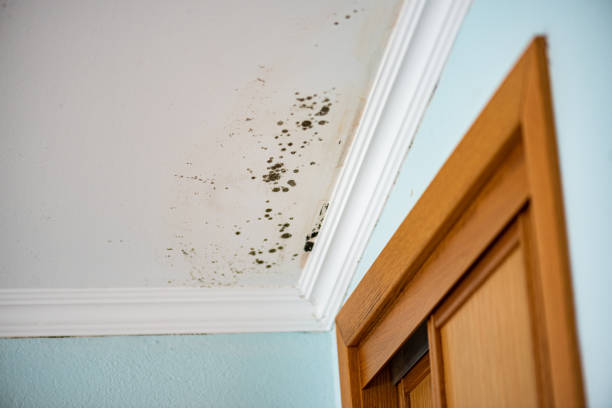 Best Mold Damage Repair  in Beverly Hills, TX