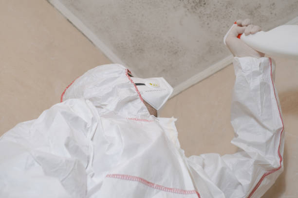 Professional Mold Removal in Beverly Hills, TX