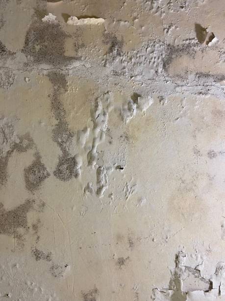 Best Water Damage Restoration  in Beverly Hills, TX