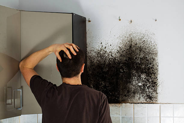 Best Mold Remediation  in Beverly Hills, TX
