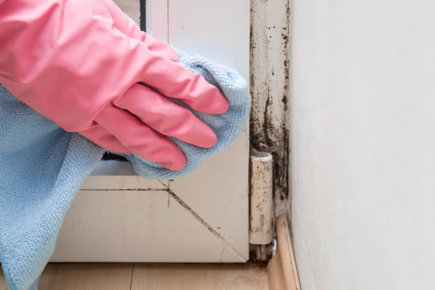 Best Home Mold Removal  in Beverly Hills, TX