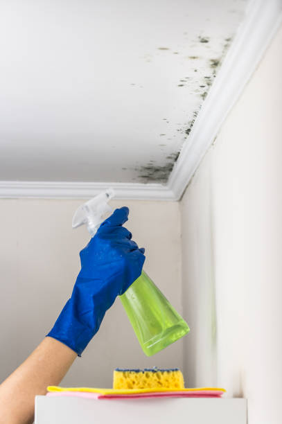 Best Local Mold Removal Service  in Beverly Hills, TX