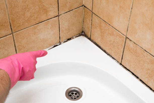 Mold Testing and Removal in Beverly Hills, TX